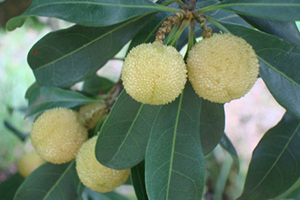 杨梅有白色的吗,白杨梅图片