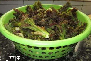 刺老芽几年可以采摘,刺老芽种子什么时候采摘