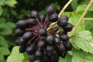 刺五加是凉性的吗?,刺五加是凉性还是热性