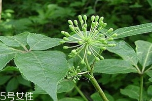 刺五加不能和什么同吃,刺五加片不能和什么一起吃