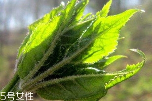 谷维素和刺五加可以长期吃吗,刺五加可以长期吃吗 谷维素和刺五加可以长期吃吗,刺五加可以长期吃吗