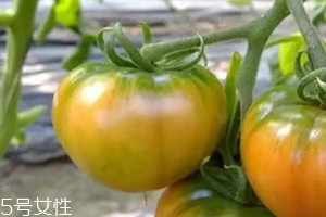 草莓柿子怎么吃,草莓柿子怎么吃好吃