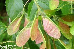 翅果树是什么树,翅果树的介绍 翅果树是什么树,翅果树的介绍