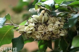 翅果油树是骗局吗 东北,翅果油树图片