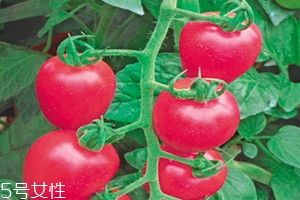 什么是贝壳粉,粉贝贝是什么材质