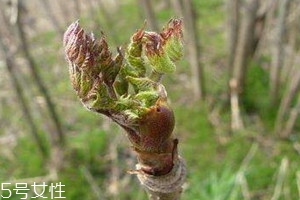 刺老芽怎么保存下来,刺老芽怎么保存时间长