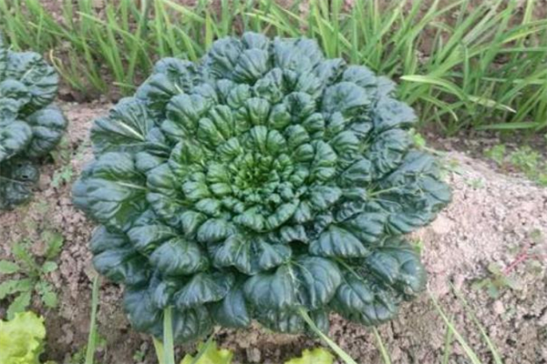 菊花菜用焯水吗,花菜是否用开水焯