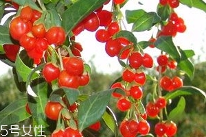 枸杞子大的好还是小的好,枸杞子大粒的好还是小粒的好