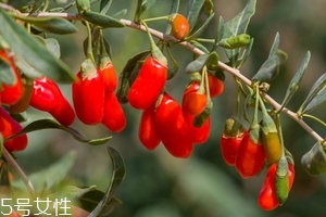 红枣枸杞是发物吗,枸杞是发物吗 皮肤病