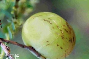 油柑可以泡酒吗,油柑怎么泡酒