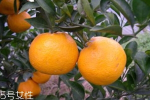 苦柑的功效,苦柑橘的功效和作用 苦柑的功效,苦柑橘的功效和作用