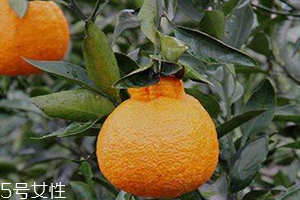 丑柑是凉性还是热性水果,丑柑是热性还是凉性的