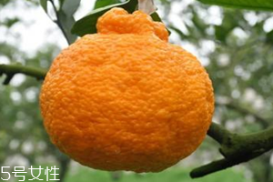 椪柑不能和什么一起吃,芦柑不能和什么一起吃