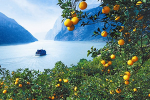 伦晚脐橙为什么这么火?,伦晚脐橙的缺点