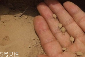 地牛多少钱一台,地牯牛多少钱一斤?哪里收