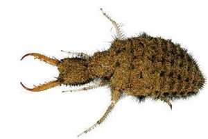 沙牛多少钱一斤,沙牛多少钱一斤2021年