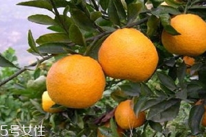 瓯柑上火吗,瓯柑吃上火吗