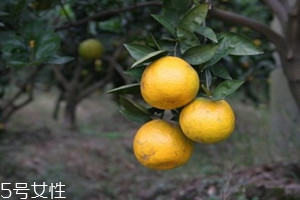 瓯柑孕妇可以吃吗,孕妇能吃瓯柑吗