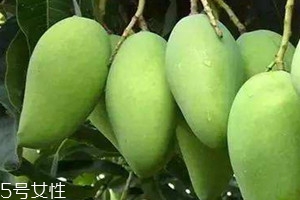 桂七芒果几月份开花,桂七芒果介绍 桂七芒果几月份开花,桂七芒果介绍