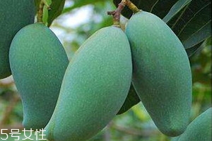 桂七芒果种植技术,桂7芒果咋样