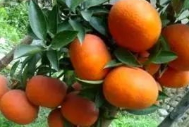 爱媛28和爱媛38的区别优劣,爱媛28和爱媛38的区别