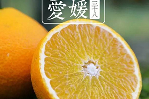 爱媛38号是橙子还是橘子?,爱媛38号属于橙子还是橘子 爱媛38号是橙子还是橘子?,爱媛38号属于橙子还是橘子