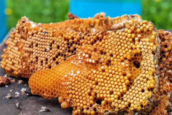 蜂胶适合什么人吃,蜂胶适合什么人吃是治什么病的