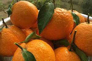 青见柑橘上火吗,春见柑橘上火吗