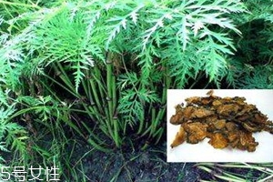 正宗的川芎多少钱一斤,川芎种子多少钱一斤