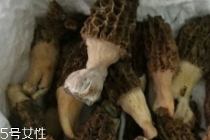 羊肚菌生长,羊肚菌是怎么长出来的?