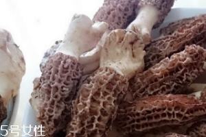 羊肚菌是什么东西,羊肚菌属于什么菌