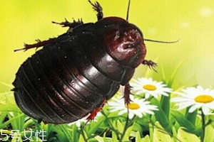 土元多少钱一斤2017年,土元一斤价格