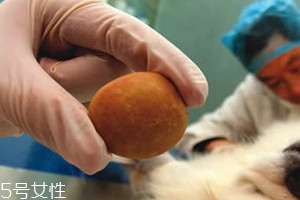 狗宝价格多少一克,狗宝价值多少钱一克