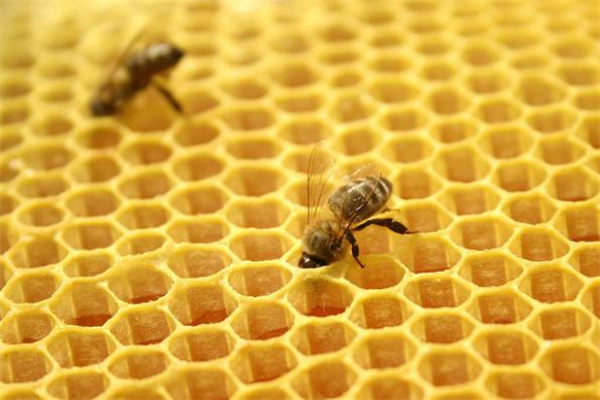 什么牌子的蜂胶质量最好,什么牌子的蜂胶最好