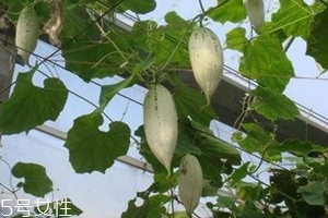 老鼠瓜种植时间及技术,黄瓜种子怎么发芽