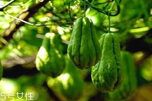 佛手瓜有什么功效,佛手瓜能吃吗?