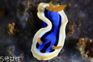 海兔不能和什么一起吃?,海兔不能和什么一起吃香哈