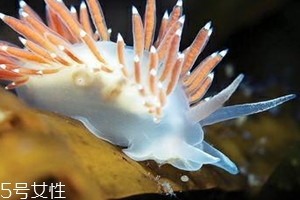 海兔怎么清洗视频教程,满籽海兔怎么清洗