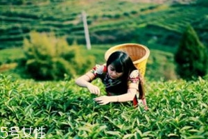 黄金茶怎么泡好喝,黄金茶介绍 黄金茶怎么泡好喝,黄金茶介绍