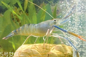 罗氏虾是海虾还是河虾,有忌口吗?,罗氏虾是海虾还是河虾生吃