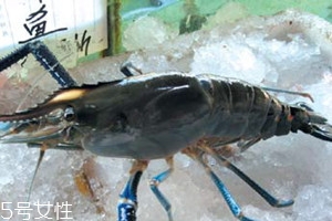 基围虾长什么样子,基围虾是什么样子