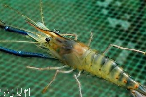 罗氏虾几月份上市,罗氏虾上市时间