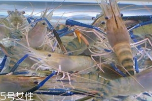 罗氏虾价格多少钱一斤,广州罗氏虾多少钱一斤