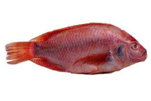 加吉鱼多少钱一斤,加吉鱼多少钱一斤海夹油多少钱一斤