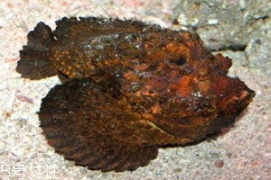 石头鱼多少钱一斤,石头鱼多少钱一斤哪里买的到