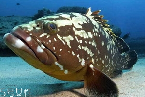 老虎斑东星斑老鼠斑哪个最贵,老鼠斑和老虎斑区别