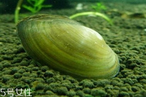 河蚌可以活多久,蚌能活多久 河蚌可以活多久,蚌能活多久