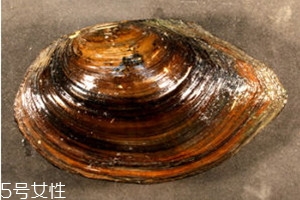 河蚌什么部位不能吃图解,河蚌什么部位不能吃视频