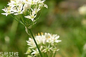 韭菜花哪里有卖的,野生韭菜花和普通韭菜花