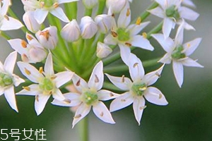 韭菜功效价值,韭菜花的营养价值